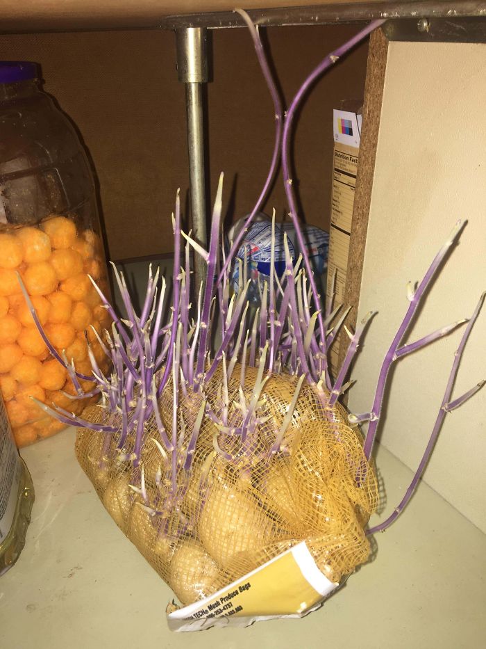 Student Returns To Her Home After Quarantine, Finds Potatoes Taking Over Her Kitchen, People Post Similar Pics Student Returns To Her Home After Quarantine, Finds Potatoes Taking Over Her Kitchen, People Post Similar Pics