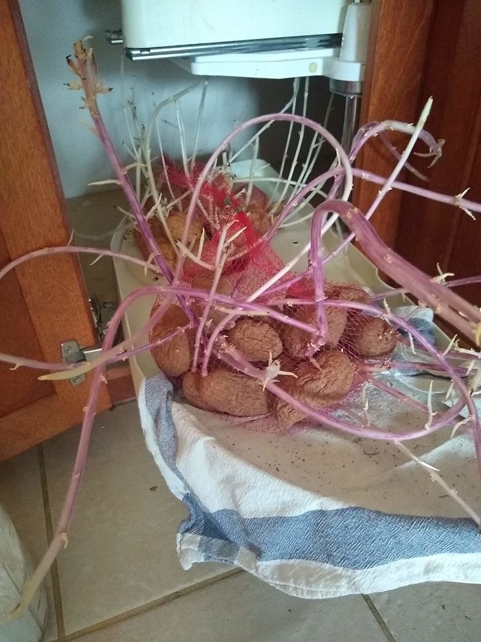 Student Returns To Her Home After Quarantine, Finds Potatoes Taking Over Her Kitchen, People Post Similar Pics Student Returns To Her Home After Quarantine, Finds Potatoes Taking Over Her Kitchen, People Post Similar Pics