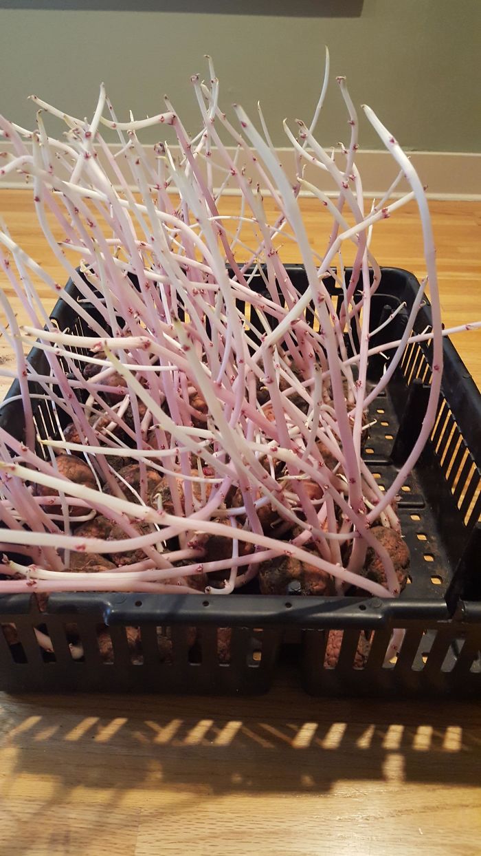 Student Returns To Her Home After Quarantine, Finds Potatoes Taking Over Her Kitchen, People Post Similar Pics Student Returns To Her Home After Quarantine, Finds Potatoes Taking Over Her Kitchen, People Post Similar Pics