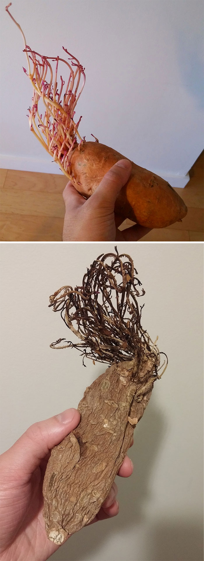 Student Returns To Her Home After Quarantine, Finds Potatoes Taking Over Her Kitchen, People Post Similar Pics Student Returns To Her Home After Quarantine, Finds Potatoes Taking Over Her Kitchen, People Post Similar Pics