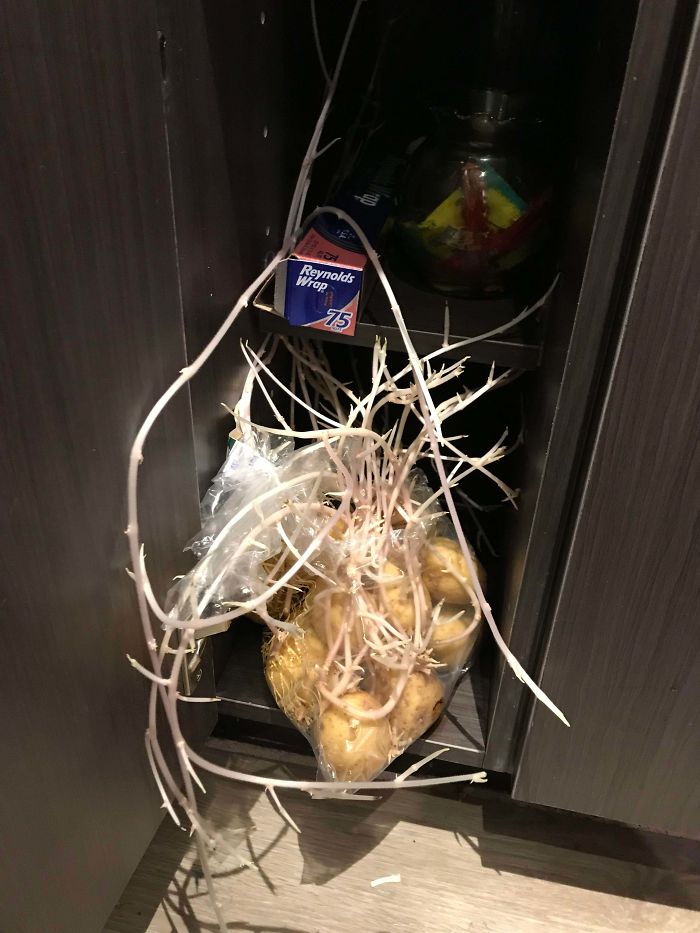 Student Returns To Her Home After Quarantine, Finds Potatoes Taking Over Her Kitchen, People Post Similar Pics Student Returns To Her Home After Quarantine, Finds Potatoes Taking Over Her Kitchen, People Post Similar Pics