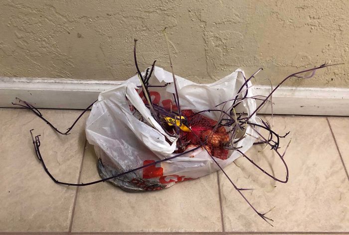 Student Returns To Her Home After Quarantine, Finds Potatoes Taking Over Her Kitchen, People Post Similar Pics Student Returns To Her Home After Quarantine, Finds Potatoes Taking Over Her Kitchen, People Post Similar Pics