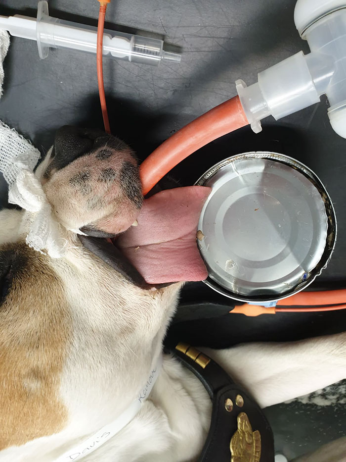 This 10-year-old Doggy Named Bonnie Attempted To Lick A Can Of Tuna And Ended Up In The ER This 10-year-old Doggy Named Bonnie Attempted To Lick A Can Of Tuna And Ended Up In The ER