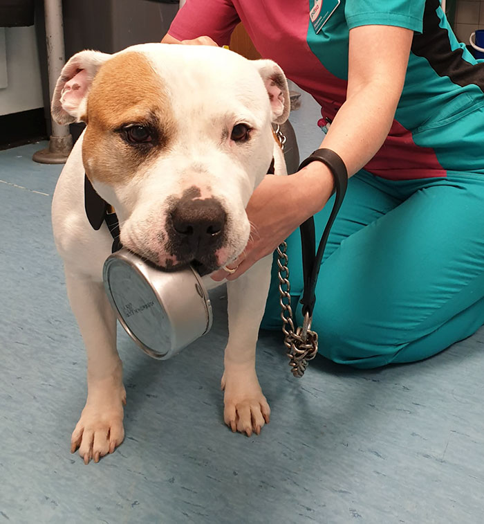 This 10-year-old Doggy Named Bonnie Attempted To Lick A Can Of Tuna And Ended Up In The ER This 10-year-old Doggy Named Bonnie Attempted To Lick A Can Of Tuna And Ended Up In The ER