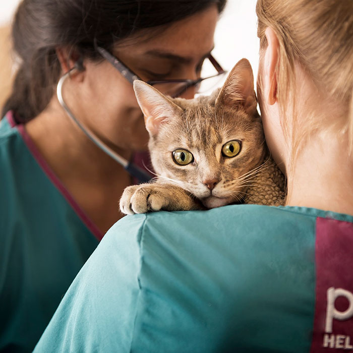 This 10-year-old Doggy Named Bonnie Attempted To Lick A Can Of Tuna And Ended Up In The ER This 10-year-old Doggy Named Bonnie Attempted To Lick A Can Of Tuna And Ended Up In The ER