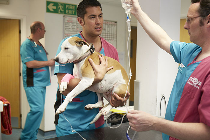 This 10-year-old Doggy Named Bonnie Attempted To Lick A Can Of Tuna And Ended Up In The ER This 10-year-old Doggy Named Bonnie Attempted To Lick A Can Of Tuna And Ended Up In The ER