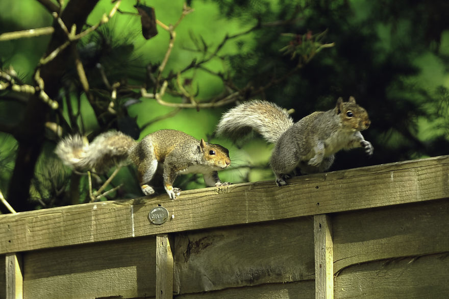 Watching Squirrels In My Garden Became A Morning Ritual During Lockdown, Here Are 15 Photos That I Took Watching Squirrels In My Garden Became A Morning Ritual During Lockdown, Here Are 15 Photos That I Took
