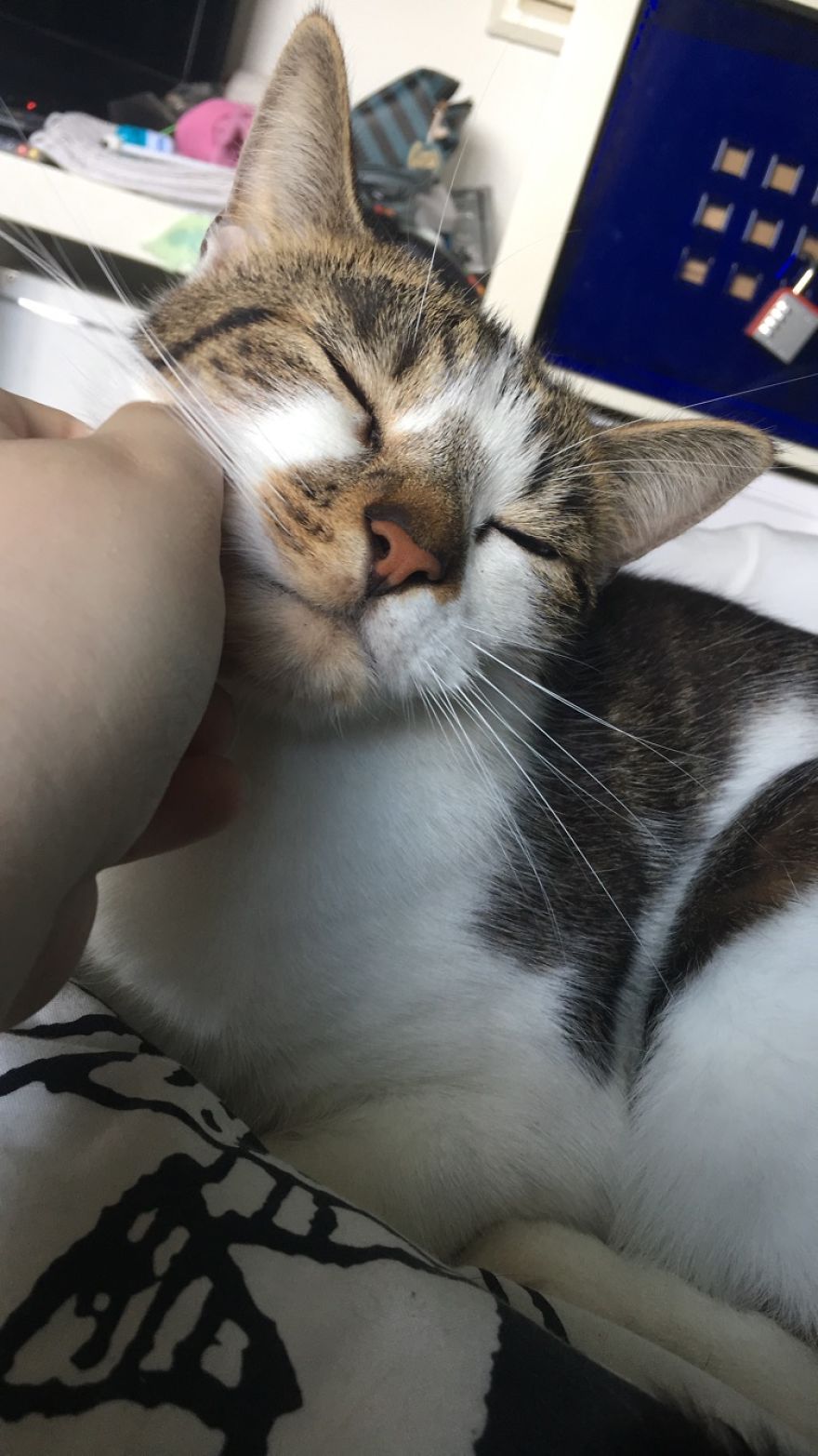 Woman Thinks That Her Dead Cat Visited Her Room Exactly One Year After She Died, Shows Footage Woman Thinks That Her Dead Cat Visited Her Room Exactly One Year After She Died, Shows Footage