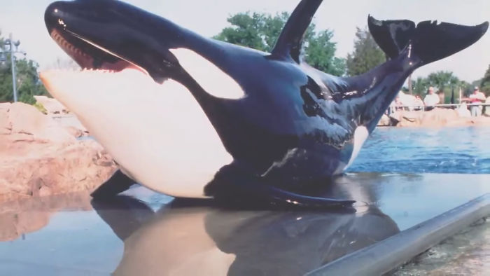 41 Tricks Animal Care Workers Use For Weighing Different Animals 41 Tricks Animal Care Workers Use For Weighing Different Animals