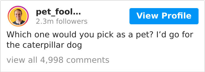 The Author Of ‘Brutus And Pixie’ Comics Reimagines The Animals From Viral Photos And Almost 500K People Like It The Author Of ‘Brutus And Pixie’ Comics Reimagines The Animals From Viral Photos And Almost 500K People Like It