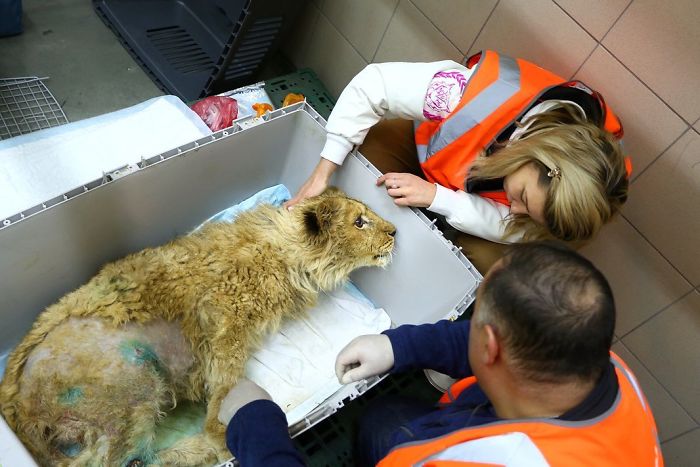 Rescuers Save Baby Lion Who Had His Legs Broken To Take Pictures With Tourists Rescuers Save Baby Lion Who Had His Legs Broken To Take Pictures With Tourists