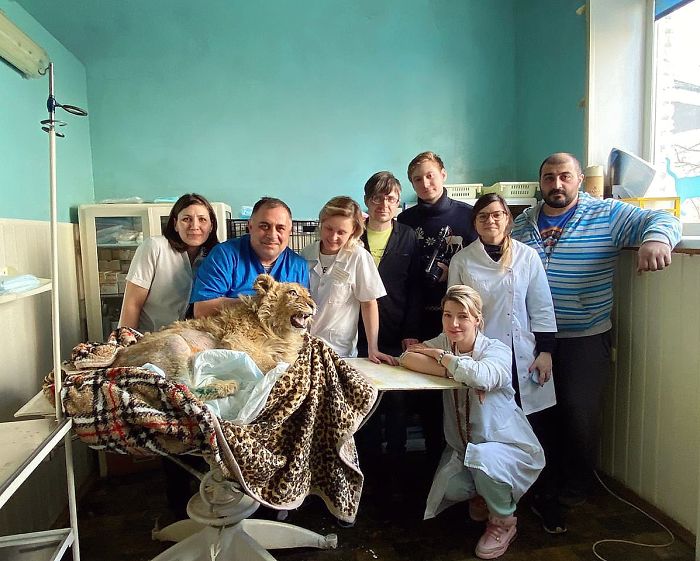 Rescuers Save Baby Lion Who Had His Legs Broken To Take Pictures With Tourists Rescuers Save Baby Lion Who Had His Legs Broken To Take Pictures With Tourists