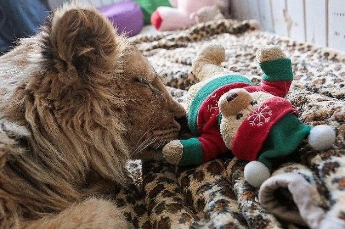 Rescuers Save Baby Lion Who Had His Legs Broken To Take Pictures With Tourists Rescuers Save Baby Lion Who Had His Legs Broken To Take Pictures With Tourists