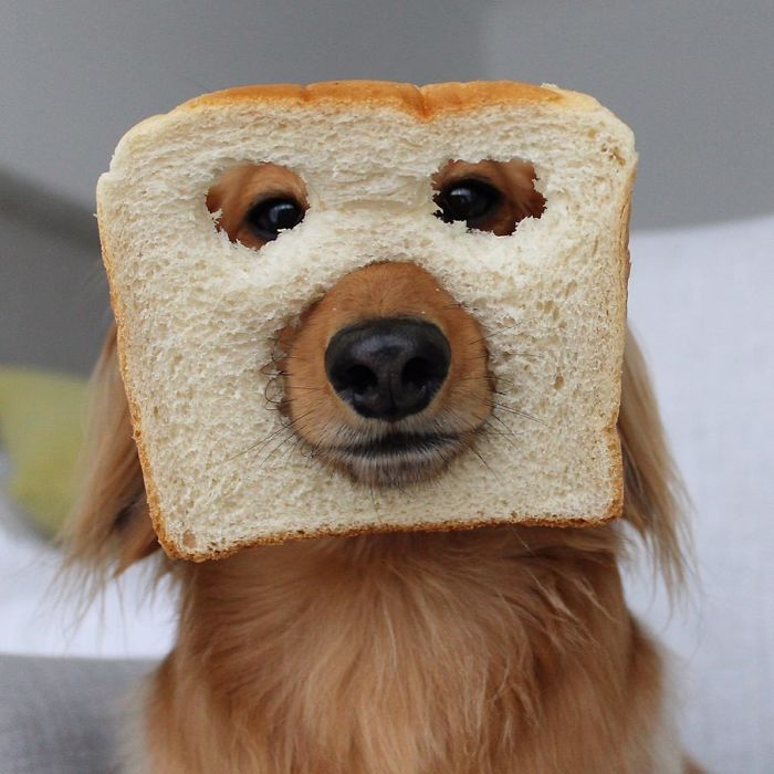 The Internet Is Loving ‘Inbread’ Animals And Here Are The 30 Funniest Ones The Internet Is Loving ‘Inbread’ Animals And Here Are The 30 Funniest Ones