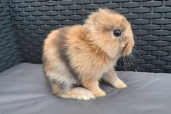 Meet Leo, An Earless Rabbit Who Looks Like A Tiny Lion Meet Leo, An Earless Rabbit Who Looks Like A Tiny Lion