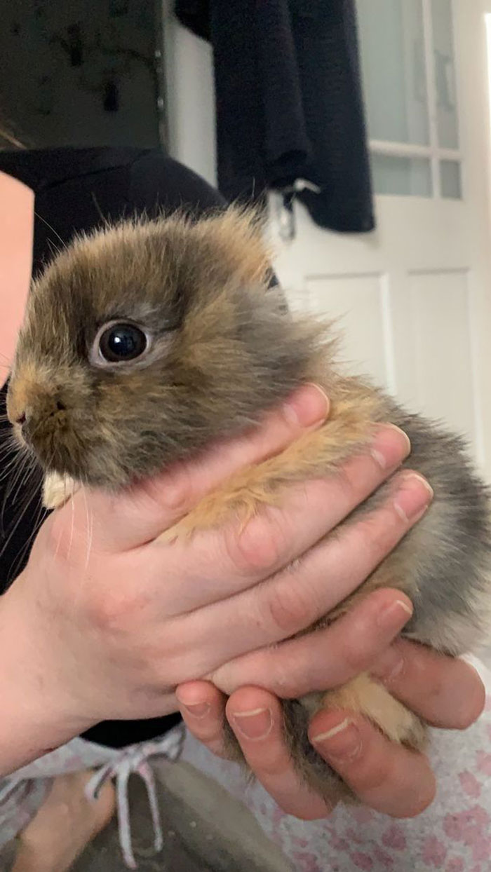 Meet Leo, An Earless Rabbit Who Looks Like A Tiny Lion Meet Leo, An Earless Rabbit Who Looks Like A Tiny Lion