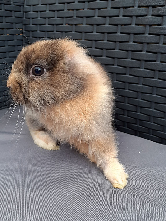 Meet Leo, An Earless Rabbit Who Looks Like A Tiny Lion Meet Leo, An Earless Rabbit Who Looks Like A Tiny Lion