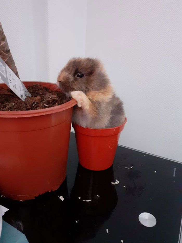 Meet Leo, An Earless Rabbit Who Looks Like A Tiny Lion Meet Leo, An Earless Rabbit Who Looks Like A Tiny Lion