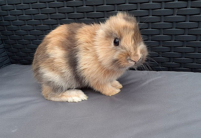 Meet Leo, An Earless Rabbit Who Looks Like A Tiny Lion Meet Leo, An Earless Rabbit Who Looks Like A Tiny Lion