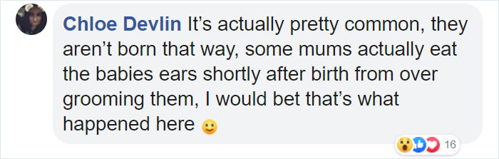 Meet Leo, An Earless Rabbit Who Looks Like A Tiny Lion Meet Leo, An Earless Rabbit Who Looks Like A Tiny Lion