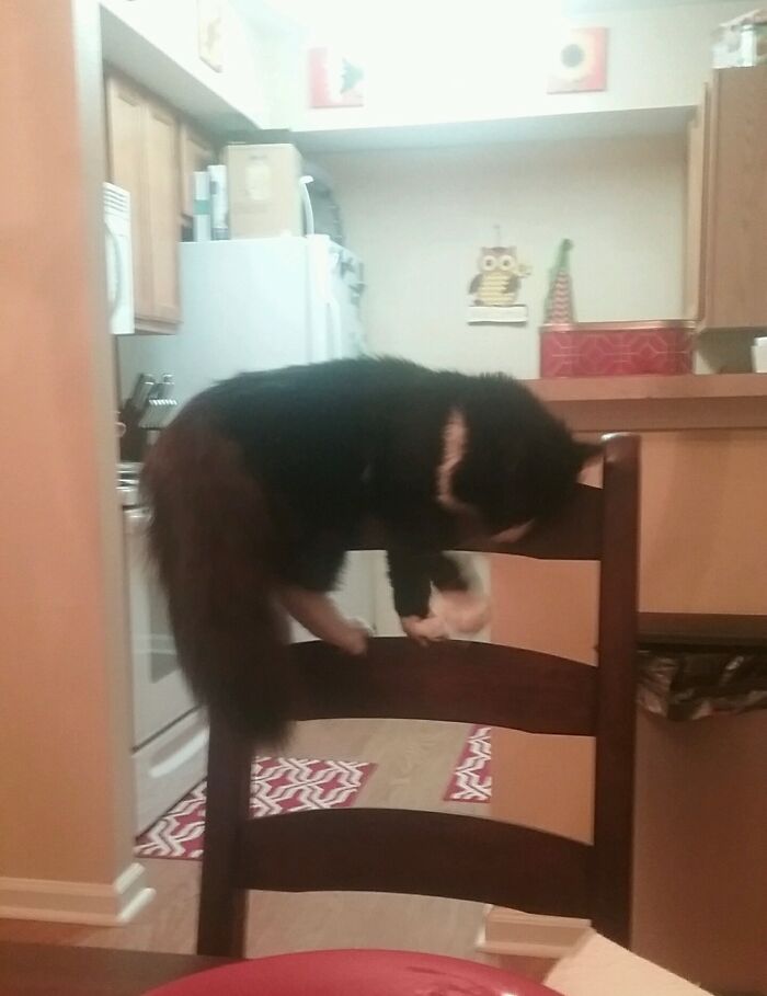 Post The Funniest Picture Of Your Pet! (Closed) Post The Funniest Picture Of Your Pet! (Closed)