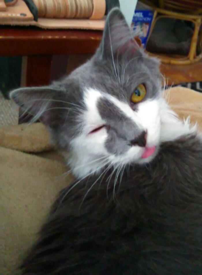 Post The Funniest Picture Of Your Pet! (Closed) Post The Funniest Picture Of Your Pet! (Closed)