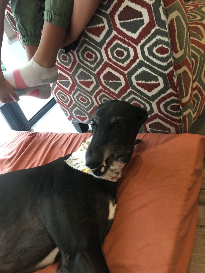 Post The Funniest Picture Of Your Pet! (Closed) Post The Funniest Picture Of Your Pet! (Closed)