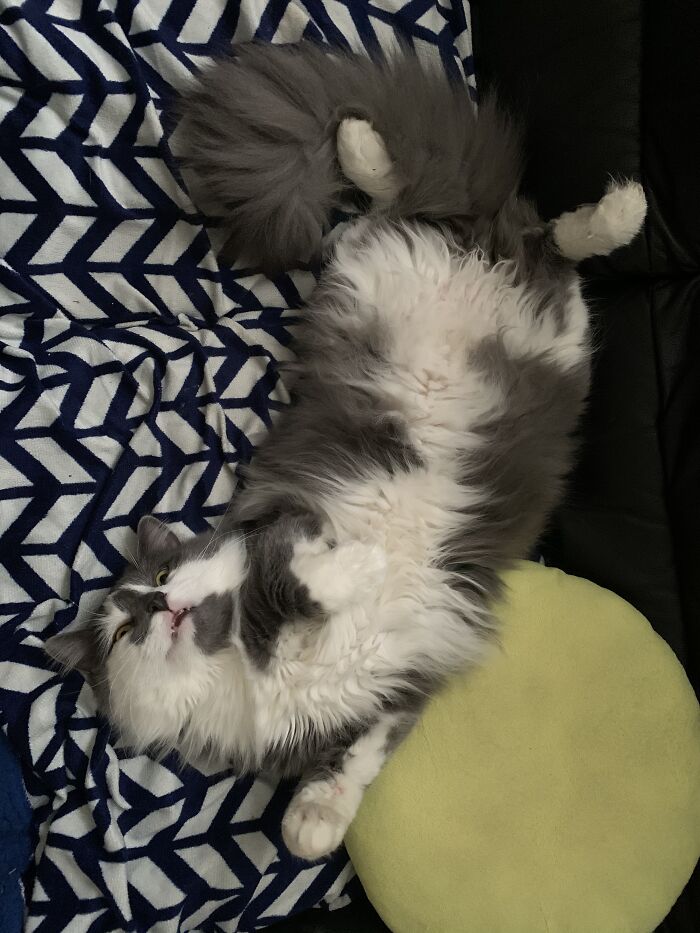 Post The Funniest Picture Of Your Pet! (Closed) Post The Funniest Picture Of Your Pet! (Closed)