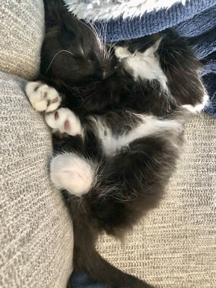 Post The Funniest Picture Of Your Pet! (Closed) Post The Funniest Picture Of Your Pet! (Closed)