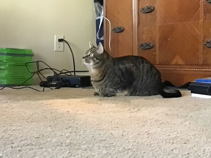 Post The Funniest Picture Of Your Pet! (Closed) Post The Funniest Picture Of Your Pet! (Closed)