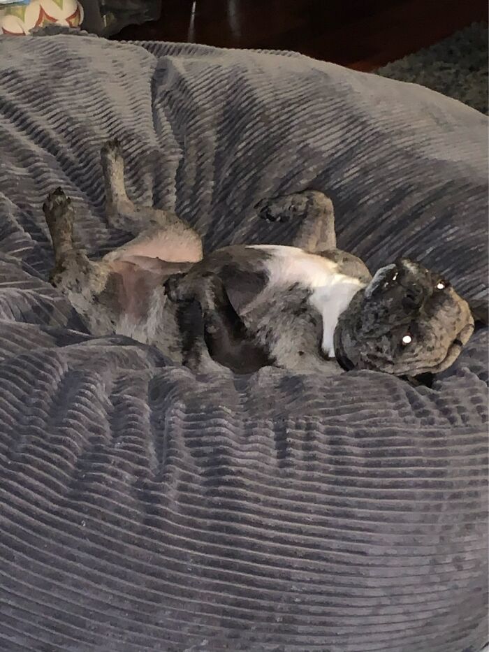 Post The Funniest Picture Of Your Pet! (Closed) Post The Funniest Picture Of Your Pet! (Closed)