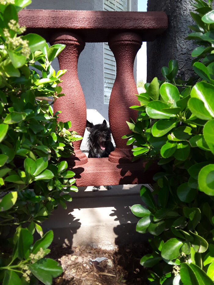 Post The Funniest Picture Of Your Pet! (Closed) Post The Funniest Picture Of Your Pet! (Closed)