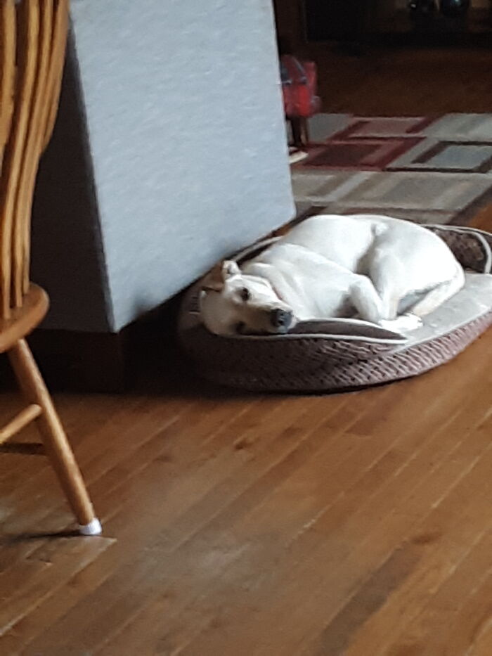 Post The Funniest Picture Of Your Pet! (Closed) Post The Funniest Picture Of Your Pet! (Closed)