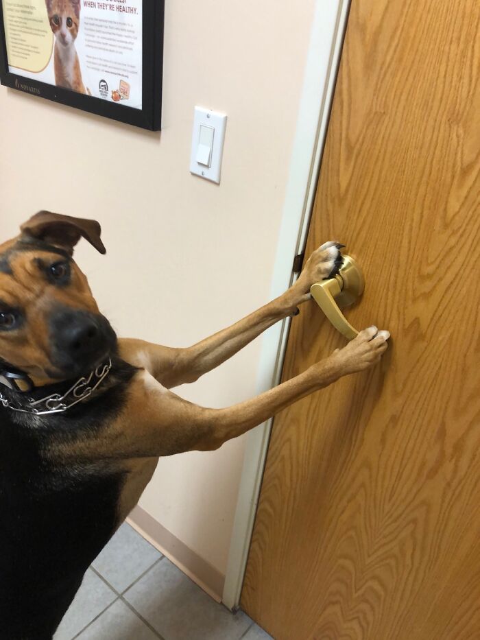 Post The Funniest Picture Of Your Pet! (Closed) Post The Funniest Picture Of Your Pet! (Closed)