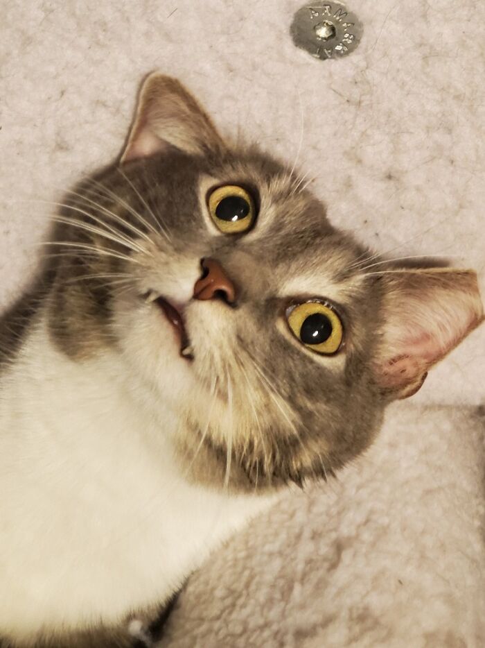 Post The Funniest Picture Of Your Pet! (Closed) Post The Funniest Picture Of Your Pet! (Closed)