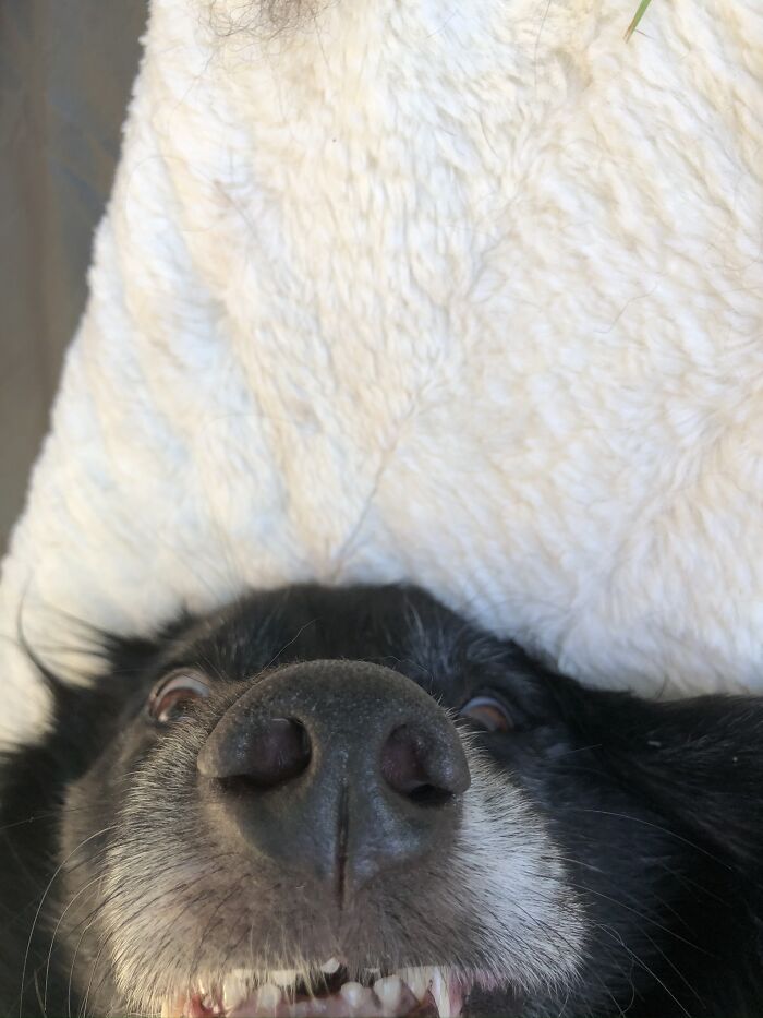 Post The Funniest Picture Of Your Pet! (Closed) Post The Funniest Picture Of Your Pet! (Closed)