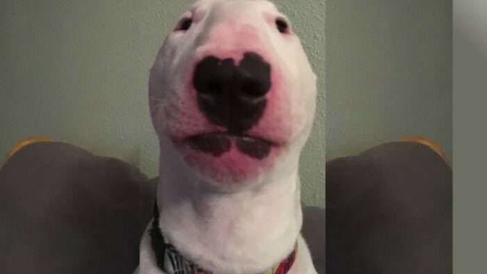 Post The Funniest Picture Of Your Pet! (Closed) Post The Funniest Picture Of Your Pet! (Closed)