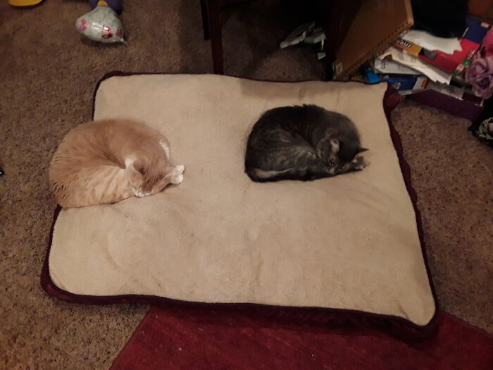 Post The Funniest Picture Of Your Pet! (Closed) Post The Funniest Picture Of Your Pet! (Closed)