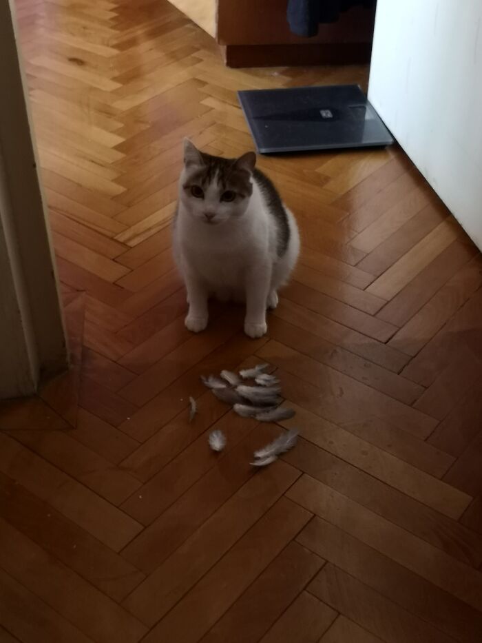 Post The Funniest Picture Of Your Pet! (Closed) Post The Funniest Picture Of Your Pet! (Closed)