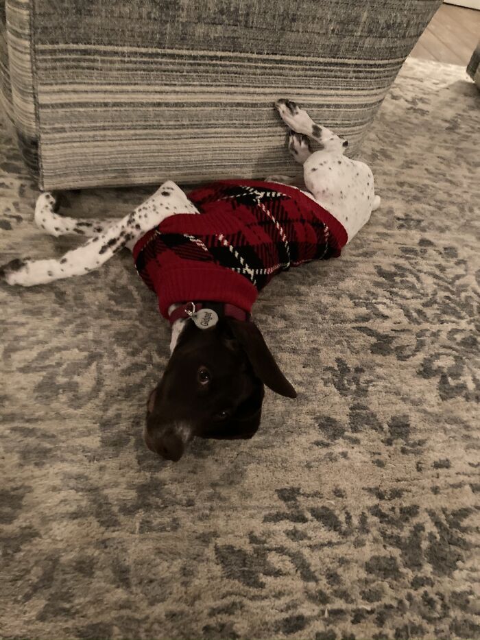 Post The Funniest Picture Of Your Pet! (Closed) Post The Funniest Picture Of Your Pet! (Closed)