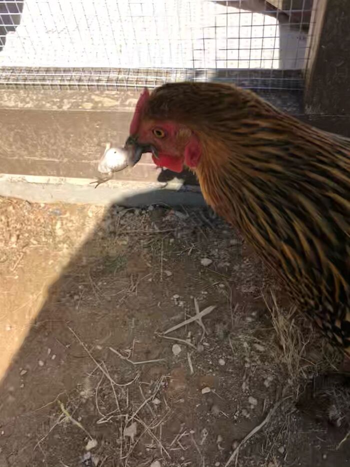 Post The Funniest Picture Of Your Pet! (Closed) Post The Funniest Picture Of Your Pet! (Closed)