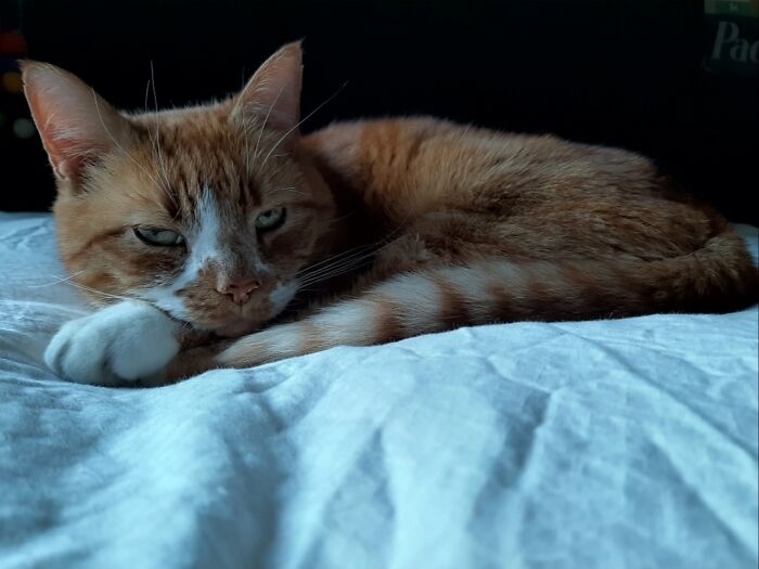 Post The Funniest Picture Of Your Pet! (Closed) Post The Funniest Picture Of Your Pet! (Closed)