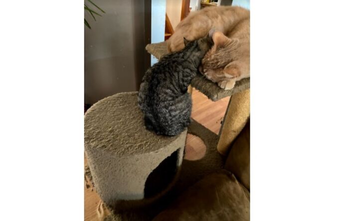 Post The Funniest Picture Of Your Pet! (Closed) Post The Funniest Picture Of Your Pet! (Closed)