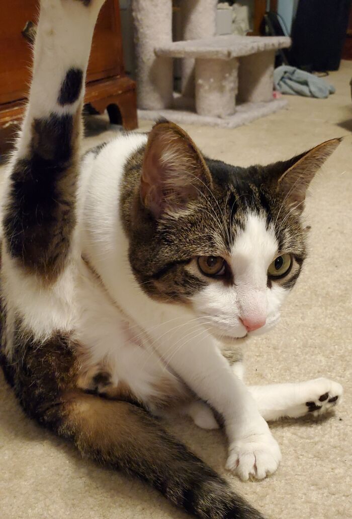 Post The Funniest Picture Of Your Pet! (Closed) Post The Funniest Picture Of Your Pet! (Closed)