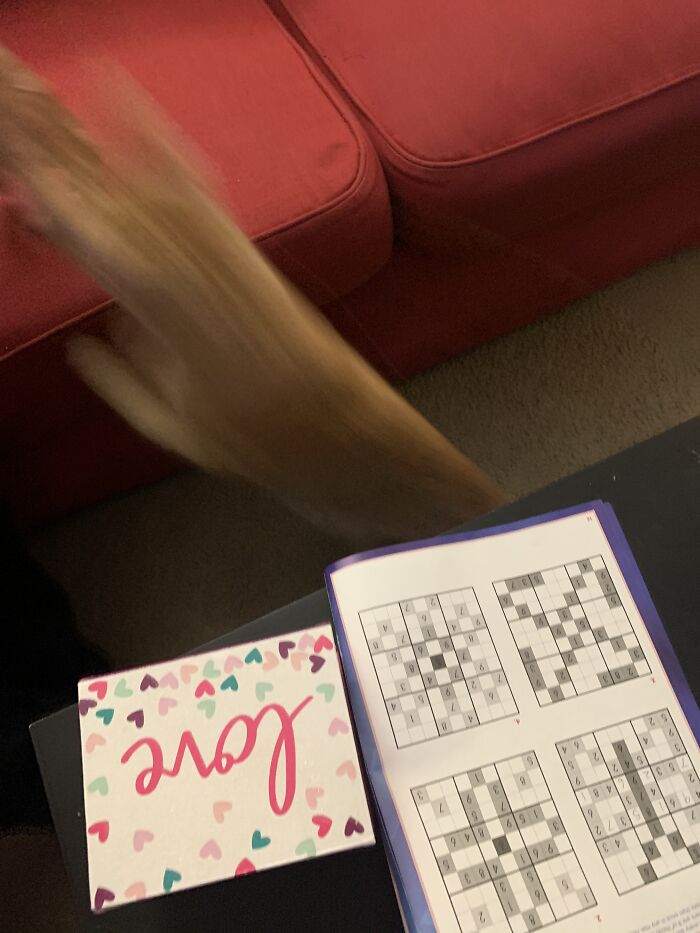 Post The Funniest Picture Of Your Pet! (Closed) Post The Funniest Picture Of Your Pet! (Closed)