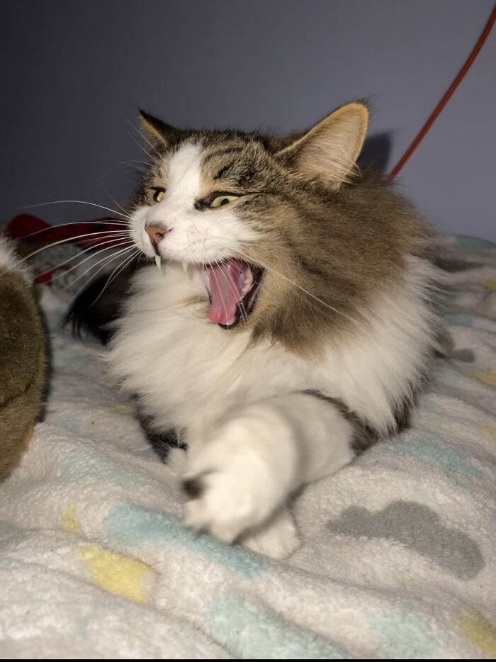 Post The Funniest Picture Of Your Pet! (Closed) Post The Funniest Picture Of Your Pet! (Closed)