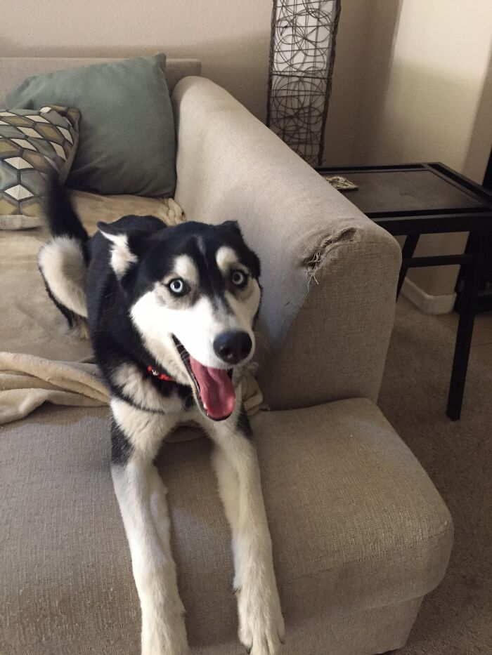 Post The Funniest Picture Of Your Pet! (Closed) Post The Funniest Picture Of Your Pet! (Closed)