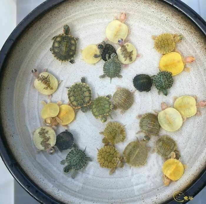 People Are Adding Misleading Titles To These Images, Completely Changing What Our Brain Sees And Here Are 50 Of The Best Ones People Are Adding Misleading Titles To These Images, Completely Changing What Our Brain Sees And Here Are 50 Of The Best Ones