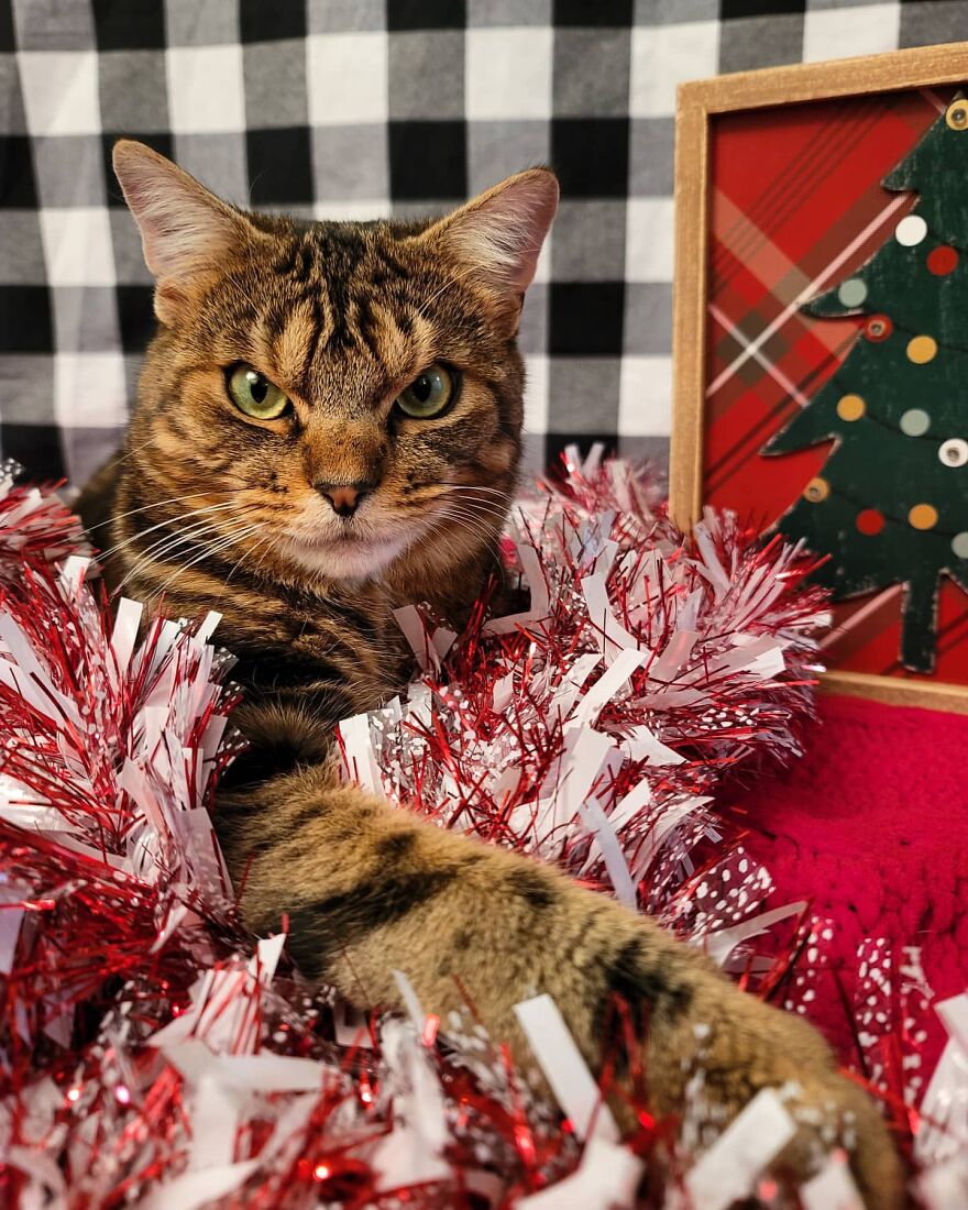 Giggles The Angry Cat Isn&#8217;t Actually Angry And Is, In Fact, A Total Sweetheart (28 Pics)