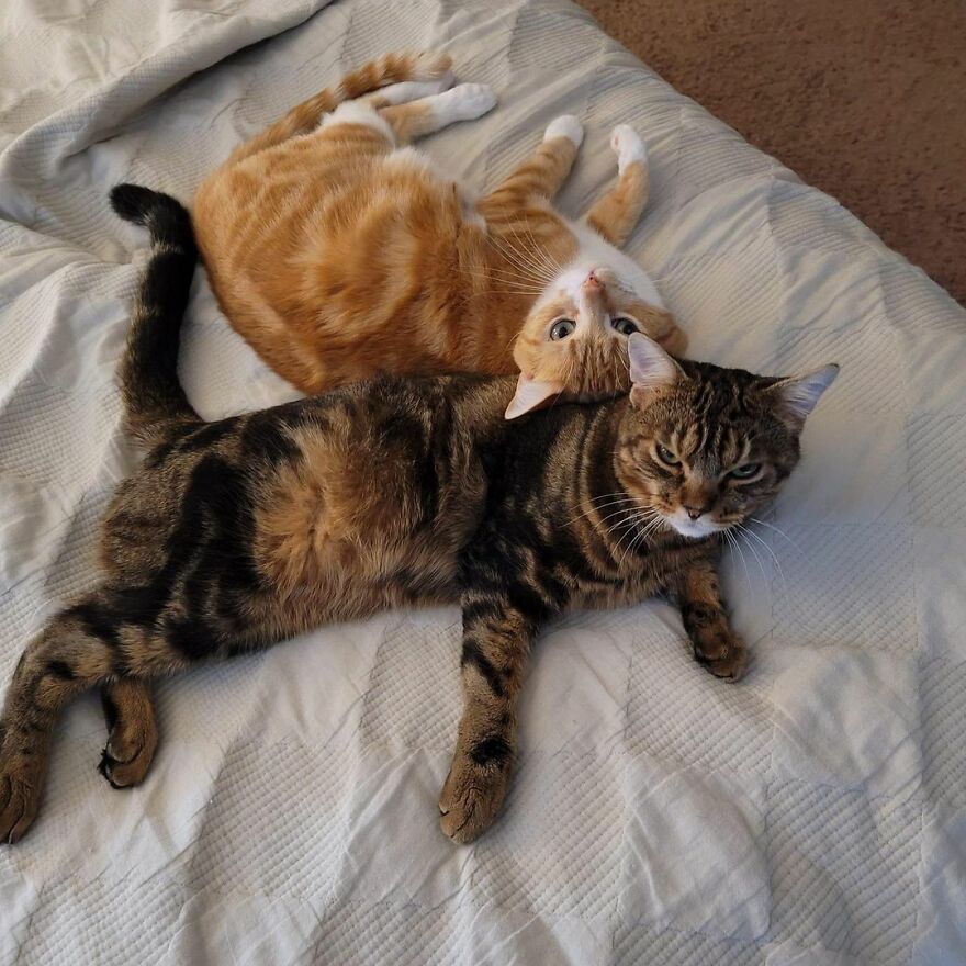 Giggles The Angry Cat Isn&#8217;t Actually Angry And Is, In Fact, A Total Sweetheart (28 Pics)